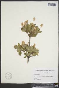 Clethra alnifolia image