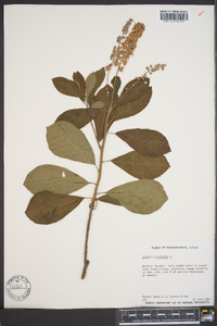 Clethra alnifolia image