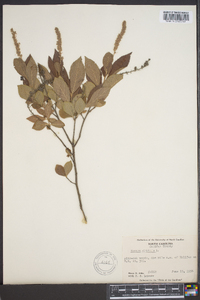 Clethra alnifolia image