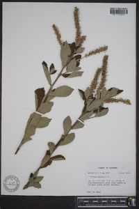 Clethra alnifolia image