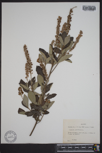 Clethra alnifolia image