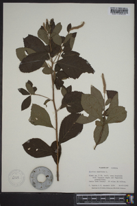 Clethra alnifolia image