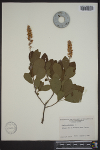 Clethra alnifolia image