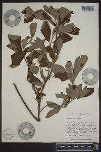 Clethra alnifolia image