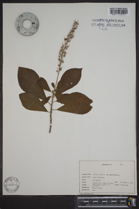 Clethra alnifolia var. alnifolia image