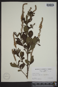 Clethra alnifolia image