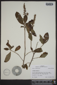 Clethra alnifolia image