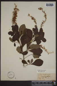 Clethra alnifolia image