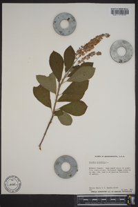 Clethra alnifolia image