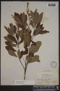 Clethra alnifolia image