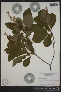 Clethra alnifolia image