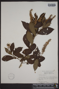 Clethra alnifolia image