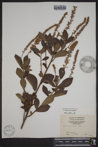 Clethra alnifolia image