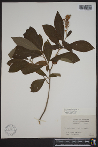 Clethra alnifolia image