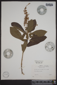 Clethra alnifolia image