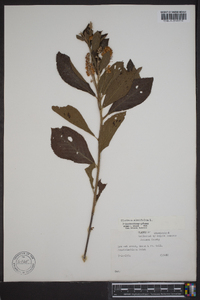 Clethra alnifolia image