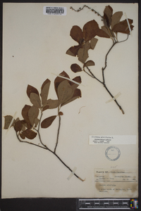 Clethra alnifolia var. tomentosa image