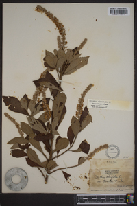 Clethra alnifolia image