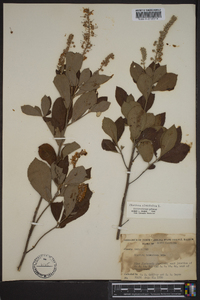 Clethra alnifolia var. tomentosa image