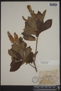 Clethra alnifolia var. tomentosa image