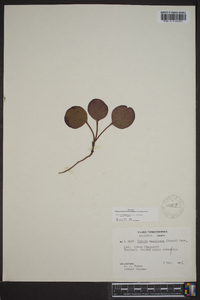 Pyrola americana image