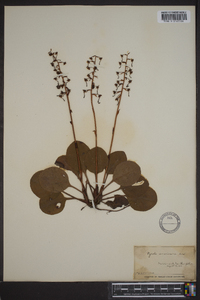 Pyrola americana image