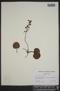 Pyrola asarifolia image