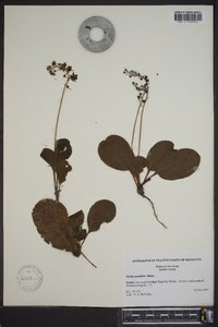 Pyrola asarifolia image