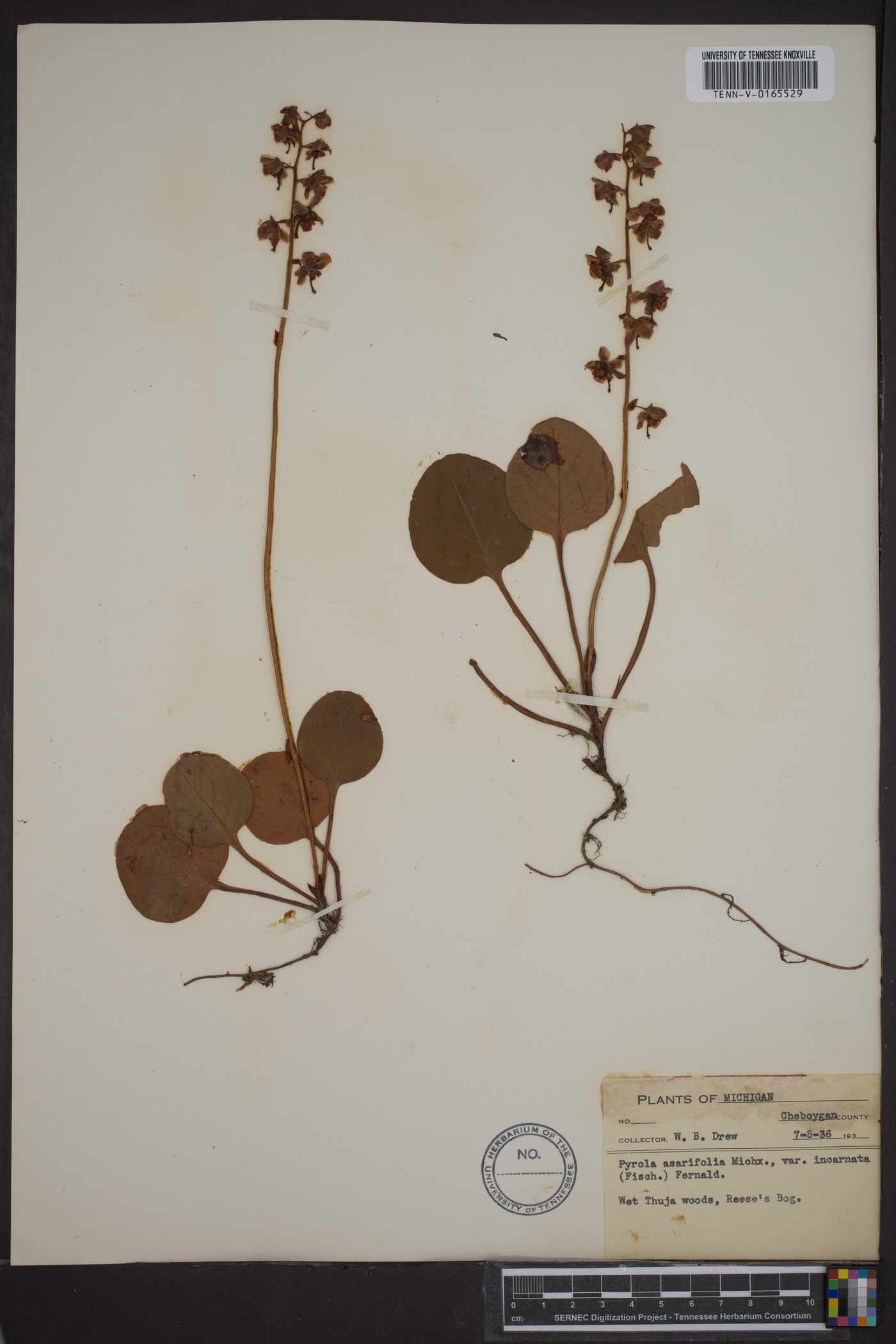 Pyrola asarifolia var. incarnata image