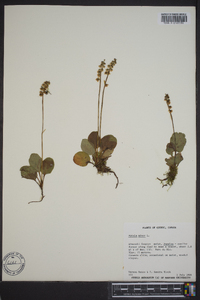 Pyrola minor image