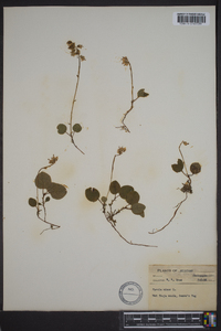 Pyrola minor image