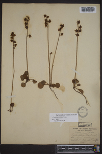 Pyrola chlorantha image