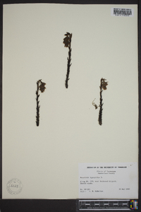 Hypopitys monotropa image