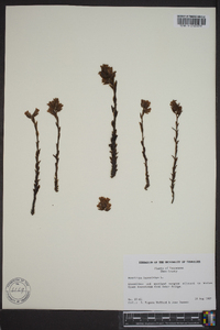 Hypopitys monotropa image