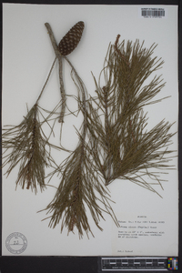 Pinus clausa image