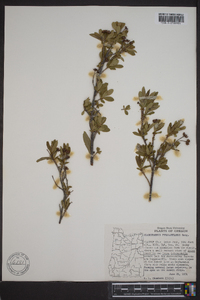 Cladothamnus pyrolaeflorus image