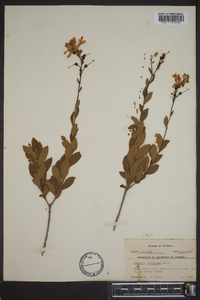 Bejaria racemosa image