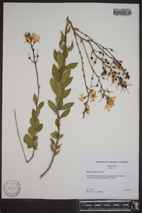 Bejaria racemosa image