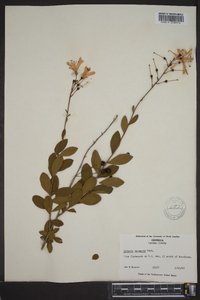 Bejaria racemosa image