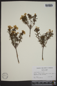 Rhododendron tomentosum subsp. decumbens image