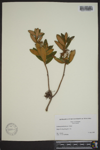 Rhododendron groenlandicum image