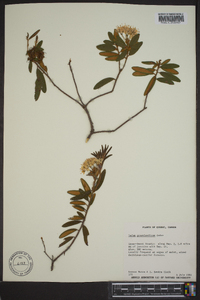Rhododendron groenlandicum image