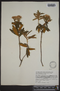 Rhododendron groenlandicum image