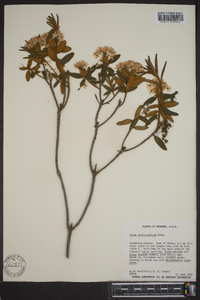 Rhododendron groenlandicum image