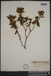 Rhododendron groenlandicum image