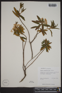 Rhododendron groenlandicum image