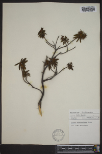 Rhododendron groenlandicum image