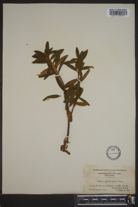 Rhododendron groenlandicum image