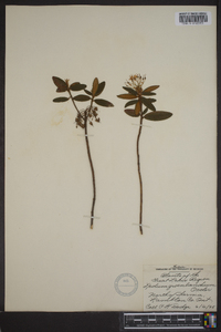 Rhododendron groenlandicum image