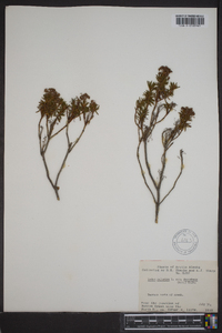 Rhododendron tomentosum image